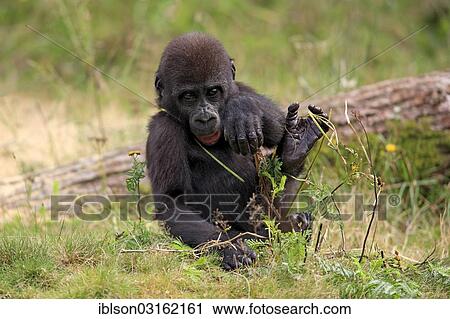 "Western Lowland Gorilla (Gorilla gorilla gorilla), infant, native to Africa, captive, Apeldoorn, Gelderland, The Netherlands, Europe" View Large Photo Image Stock Image - "Western Lowland Gorilla (Gorilla gorilla gorilla), infant, native to Africa, captive, Apeldoorn, Gelderland, The Netherlands, Europe". Fotosearch