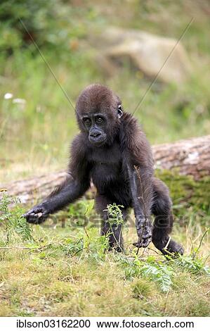 "Western Lowland Gorilla (Gorilla gorilla gorilla), infant, native to Africa, captive, Apeldoorn, Gelderland, The Netherlands, Europe" View Large Photo Image Stock Image - "Western Lowland Gorilla (Gorilla gorilla gorilla), infant, native to Africa, captive, Apeldoorn, Gelderland, The Netherlands, Europe". Fotosearch