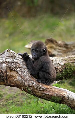 "Western Lowland Gorilla (Gorilla gorilla gorilla), infant, native to Africa, captive, Apeldoorn, Gelderland, The Netherlands, Europe" View Large Photo Image Stock Image - "Western Lowland Gorilla (Gorilla gorilla gorilla), infant, native to Africa, captive, Apeldoorn, Gelderland, The Netherlands, Europe". Fotosearch