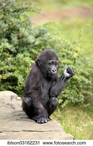 "Western Lowland Gorilla (Gorilla gorilla gorilla), infant, native to Africa, captive, Apeldoorn, Gelderland, The Netherlands, Europe" View Large Photo Image Stock Image - "Western Lowland Gorilla (Gorilla gorilla gorilla), infant, native to Africa, captive, Apeldoorn, Gelderland, The Netherlands, Europe". Fotosearch