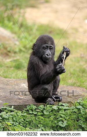 "Western Lowland Gorilla (Gorilla gorilla gorilla), infant, native to Africa, captive, Apeldoorn, Gelderland, The Netherlands, Europe" View Large Photo Image Stock Image - "Western Lowland Gorilla (Gorilla gorilla gorilla), infant, native to Africa, captive, Apeldoorn, Gelderland, The Netherlands, Europe". Fotosearch