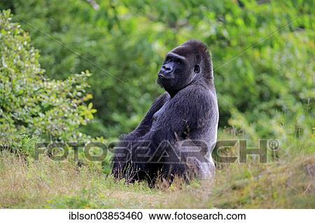 "Western Lowland Gorilla (Gorilla gorilla gorilla), adult, male, Apeldoorn, Netherlands" View Large Photo Image Stock Image - "Western Lowland Gorilla (Gorilla gorilla gorilla), adult, male, Apeldoorn, Netherlands". Fotosearch