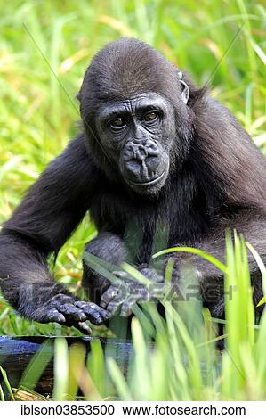 Stock Image - "Western Lowland Gorilla (Gorilla gorilla gorilla), young, Apeldoorn, Netherlands". Fotosearch