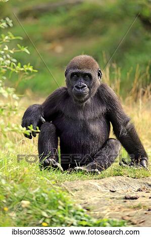 Stock Image - "Western Lowland Gorilla (Gorilla gorilla gorilla), young, Apeldoorn, Netherlands". Fotosearch