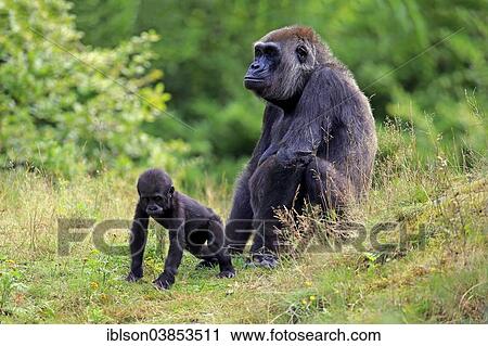 "Western Lowland Gorilla (Gorilla gorilla gorilla), adult female with young, Apeldoorn, Netherlands" View Large Photo Image Stock Image - "Western Lowland Gorilla (Gorilla gorilla gorilla), adult female with young, Apeldoorn, Netherlands". Fotosearch