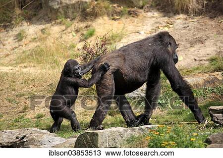 Stock Image - "Western Lowland Gorilla (Gorilla gorilla gorilla), adult female with young, Apeldoorn, Netherlands". Fotosearch