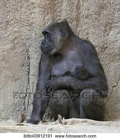 "Western Lowland Gorilla (Gorilla gorilla gorilla) with young, native to Cameroon, Congo and the Central African Republic" View Large Photo Image Stock Image - "Western Lowland Gorilla (Gorilla gorilla gorilla) with young, native to Cameroon, Congo and the Central African Republic". Fotosearch