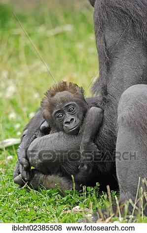"Western Lowland Gorilla (Gorilla gorilla gorilla), juvenile, native to Africa, in captivity, Netherlands, Europe" View Large Photo Image Stock Photo - "Western Lowland Gorilla (Gorilla gorilla gorilla), juvenile, native to Africa, in captivity, Netherlands, Europe". Fotosearch