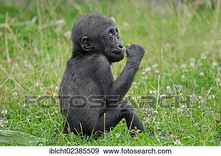 "Western Lowland Gorilla (Gorilla gorilla gorilla), juvenile, native to Africa, in captivity, Netherlands, Europe" View Large Photo Image Stock Photo - "Western Lowland Gorilla (Gorilla gorilla gorilla), juvenile, native to Africa, in captivity, Netherlands, Europe". Fotosearch
