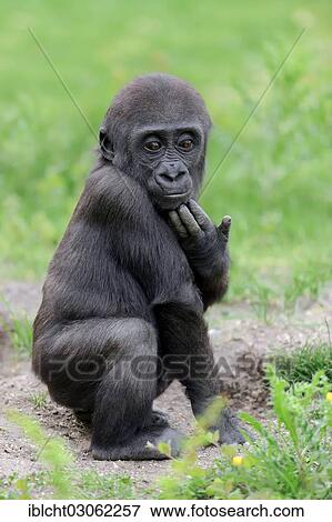 "Western Lowland Gorilla (Gorilla gorilla gorilla), juvenile, occurrence in Africa, captive, The Netherlands, Europe" View Large Photo Image Stock Photo - "Western Lowland Gorilla (Gorilla gorilla gorilla), juvenile, occurrence in Africa, captive, The Netherlands, Europe". Fotosearch
