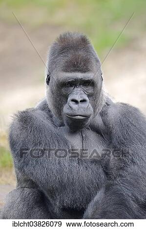 "Western Lowland Gorilla (Gorilla gorilla gorilla), male, silverback, native to Africa, captive, Netherlands" View Large Photo Image Stock Photo - "Western Lowland Gorilla (Gorilla gorilla gorilla), male, silverback, native to Africa, captive, Netherlands". Fotosearch