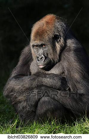 "Western Lowland Gorilla (Gorilla gorilla gorilla), female, native to Africa, captive, Germany, Europe" View Large Photo Image Stock Photo - "Western Lowland Gorilla (Gorilla gorilla gorilla), female, native to Africa, captive, Germany, Europe". Fotosearch