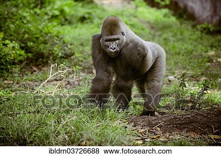 "Western Lowland Gorilla (Gorilla gorilla gorilla) in the reintroduction enclosure of Mefou Primate Sanctuary, Centre Region, Cameroon, Africa" View Large Photo Image Stock Photo - "Western Lowland Gorilla (Gorilla gorilla gorilla) in the reintroduction enclosure of Mefou Primate Sanctuary, Centre Region, Cameroon, Africa". Fotosearch