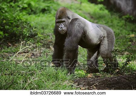 "Western Lowland Gorilla (Gorilla gorilla gorilla) in the reintroduction enclosure of Mefou Primate Sanctuary, Centre Region, Cameroon, Africa" View Large Photo Image Stock Photo - "Western Lowland Gorilla (Gorilla gorilla gorilla) in the reintroduction enclosure of Mefou Primate Sanctuary, Centre Region, Cameroon, Africa". Fotosearch