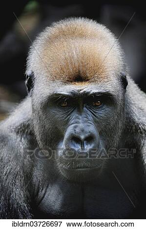 "Western Lowland Gorilla (Gorilla gorilla gorilla) in the reintroduction enclosure of Mefou Primate Sanctuary, Centre Region, Cameroon, Africa" View Large Photo Image Stock Photo - "Western Lowland Gorilla (Gorilla gorilla gorilla) in the reintroduction enclosure of Mefou Primate Sanctuary, Centre Region, Cameroon, Africa". Fotosearch