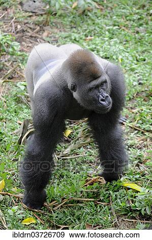 "Western Lowland Gorilla (Gorilla gorilla gorilla) in the reintroduction enclosure of Mefou Primate Sanctuary, Centre Region, Cameroon, Africa" View Large Photo Image Stock Photo - "Western Lowland Gorilla (Gorilla gorilla gorilla) in the reintroduction enclosure of Mefou Primate Sanctuary, Centre Region, Cameroon, Africa". Fotosearch