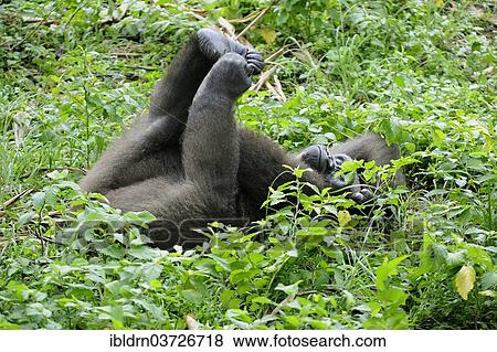 "Western Lowland Gorilla (Gorilla gorilla gorilla) in the reintroduction enclosure of Mefou Primate Sanctuary, Centre Region, Cameroon, Africa" View Large Photo Image Stock Photo - "Western Lowland Gorilla (Gorilla gorilla gorilla) in the reintroduction enclosure of Mefou Primate Sanctuary, Centre Region, Cameroon, Africa". Fotosearch