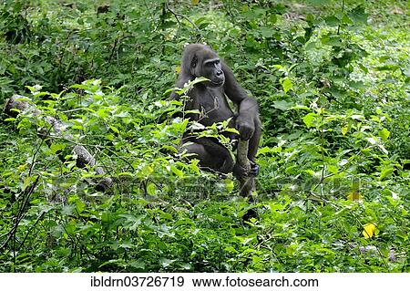 "Western Lowland Gorilla (Gorilla gorilla gorilla) in the reintroduction enclosure of Mefou Primate Sanctuary, Centre Region, Cameroon, Africa" View Large Photo Image Stock Photo - "Western Lowland Gorilla (Gorilla gorilla gorilla) in the reintroduction enclosure of Mefou Primate Sanctuary, Centre Region, Cameroon, Africa". Fotosearch