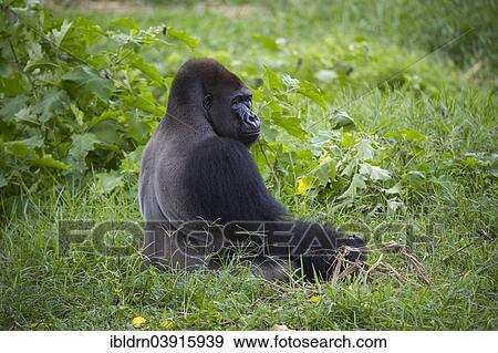 "Western Lowland Gorilla (Gorilla gorilla gorilla) in reintroduction enclosure, captive, Limbe Wildlife Centre, Limbe, Region Sud-Ouest, Cameroon, Africa" View Large Photo Image Stock Photo - "Western Lowland Gorilla (Gorilla gorilla gorilla) in reintroduction enclosure, captive, Limbe Wildlife Centre, Limbe, Region Sud-Ouest, Cameroon, Africa". Fotosearch
