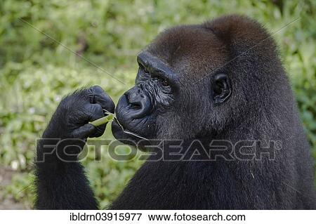 "Western Lowland Gorilla (Gorilla gorilla gorilla) in reintroduction enclosure, captive, Limbe Wildlife Centre, Limbe, Region Sud-Ouest, Cameroon, Africa" View Large Photo Image Stock Photo - "Western Lowland Gorilla (Gorilla gorilla gorilla) in reintroduction enclosure, captive, Limbe Wildlife Centre, Limbe, Region Sud-Ouest, Cameroon, Africa". Fotosearch