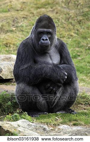 "Western Lowland Gorilla (Gorilla gorilla gorilla), adult male, captive, Apenheul Primate Park, Apeldoorn, Gelderland, The Netherlands, Europe" View Large Photo Image Stock Photo - "Western Lowland Gorilla (Gorilla gorilla gorilla), adult male, captive, Apenheul Primate Park, Apeldoorn, Gelderland, The Netherlands, Europe". Fotosearch