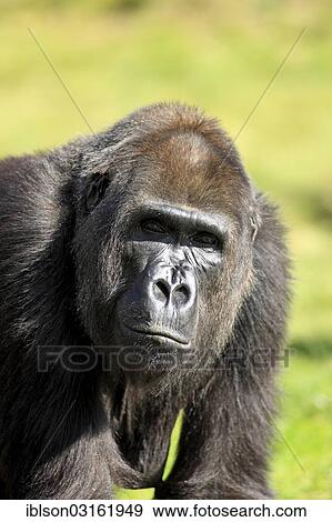 "Western Lowland Gorilla (Gorilla gorilla gorilla), adult female, portrait, captive, Apenheul Primate Park, Apeldoorn, Gelderland, The Netherlands, Europe" View Large Photo Image Stock Photo - "Western Lowland Gorilla (Gorilla gorilla gorilla), adult female, portrait, captive, Apenheul Primate Park, Apeldoorn, Gelderland, The Netherlands, Europe". Fotosearch