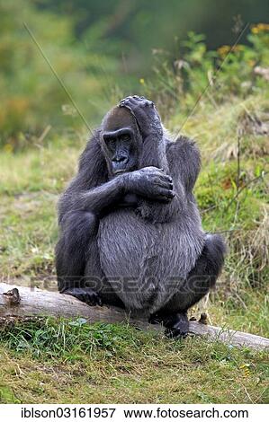 "Western Lowland Gorilla (Gorilla gorilla gorilla), adult female, captive, Apenheul Primate Park, Apeldoorn, Gelderland, The Netherlands, Europe" View Large Photo Image Stock Photo - "Western Lowland Gorilla (Gorilla gorilla gorilla), adult female, captive, Apenheul Primate Park, Apeldoorn, Gelderland, The Netherlands, Europe". Fotosearch