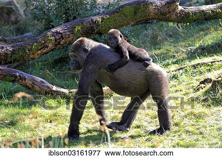"Western Lowland Gorilla (Gorilla gorilla gorilla), adult female with an infant, captive, Apenheul Primate Park, Apeldoorn, Gelderland, The Netherlands, Europe" View Large Photo Image Stock Photo - "Western Lowland Gorilla (Gorilla gorilla gorilla), adult female with an infant, captive, Apenheul Primate Park, Apeldoorn, Gelderland, The Netherlands, Europe". Fotosearch