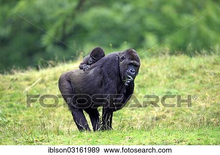 "Western Lowland Gorilla (Gorilla gorilla gorilla), adult female with an infant, captive, Apenheul Primate Park, Apeldoorn, Gelderland, The Netherlands, Europe" View Large Photo Image Stock Photo - "Western Lowland Gorilla (Gorilla gorilla gorilla), adult female with an infant, captive, Apenheul Primate Park, Apeldoorn, Gelderland, The Netherlands, Europe". Fotosearch