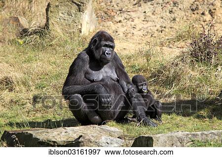 "Western Lowland Gorilla (Gorilla gorilla gorilla), adult female with an infant, captive, Apenheul Primate Park, Apeldoorn, Gelderland, The Netherlands, Europe" View Large Photo Image Stock Photo - "Western Lowland Gorilla (Gorilla gorilla gorilla), adult female with an infant, captive, Apenheul Primate Park, Apeldoorn, Gelderland, The Netherlands, Europe". Fotosearch