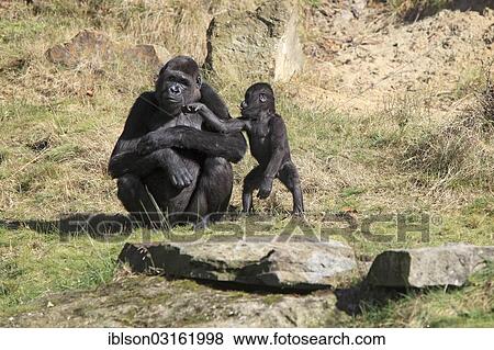 "Western Lowland Gorilla (Gorilla gorilla gorilla), adult female with an infant, captive, Apenheul Primate Park, Apeldoorn, Gelderland, The Netherlands, Europe" View Large Photo Image Stock Photo - "Western Lowland Gorilla (Gorilla gorilla gorilla), adult female with an infant, captive, Apenheul Primate Park, Apeldoorn, Gelderland, The Netherlands, Europe". Fotosearch