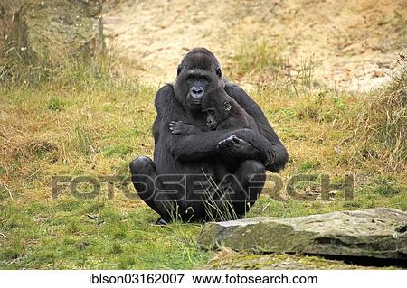"Western Lowland Gorilla (Gorilla gorilla gorilla), female with an infant, native to Africa, captive, Apeldoorn, Gelderland, The Netherlands, Europe" View Large Photo Image Stock Photo - "Western Lowland Gorilla (Gorilla gorilla gorilla), female with an infant, native to Africa, captive, Apeldoorn, Gelderland, The Netherlands, Europe". Fotosearch