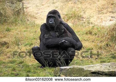 "Western Lowland Gorilla (Gorilla gorilla gorilla), female with an infant, native to Africa, captive, Apeldoorn, Gelderland, The Netherlands, Europe" View Large Photo Image Stock Photo - "Western Lowland Gorilla (Gorilla gorilla gorilla), female with an infant, native to Africa, captive, Apeldoorn, Gelderland, The Netherlands, Europe". Fotosearch