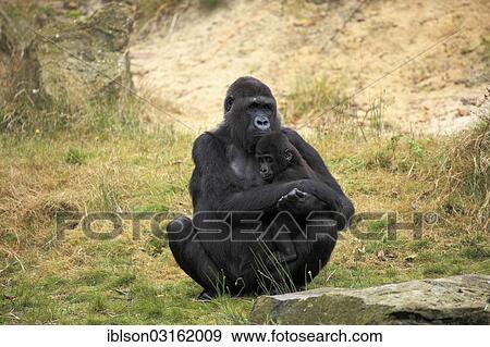 "Western Lowland Gorilla (Gorilla gorilla gorilla), female with an infant, native to Africa, captive, Apeldoorn, Gelderland, The Netherlands, Europe" View Large Photo Image Stock Photo - "Western Lowland Gorilla (Gorilla gorilla gorilla), female with an infant, native to Africa, captive, Apeldoorn, Gelderland, The Netherlands, Europe". Fotosearch
