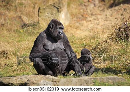 Stock Photo - "Western Lowland Gorilla (Gorilla gorilla gorilla), female with an infant, native to Africa, captive, Apeldoorn, Gelderland, The Netherlands, Europe". Fotosearch