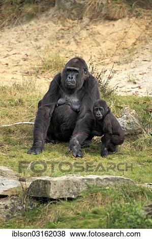 "Western Lowland Gorilla (Gorilla gorilla gorilla), female with an infant, native to Africa, captive, Apeldoorn, Gelderland, The Netherlands, Europe" View Large Photo Image Stock Photo - "Western Lowland Gorilla (Gorilla gorilla gorilla), female with an infant, native to Africa, captive, Apeldoorn, Gelderland, The Netherlands, Europe". Fotosearch