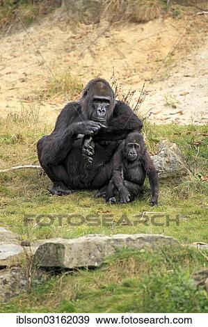 "Western Lowland Gorilla (Gorilla gorilla gorilla), female with an infant, native to Africa, captive, Apeldoorn, Gelderland, The Netherlands, Europe" View Large Photo Image Stock Photo - "Western Lowland Gorilla (Gorilla gorilla gorilla), female with an infant, native to Africa, captive, Apeldoorn, Gelderland, The Netherlands, Europe". Fotosearch