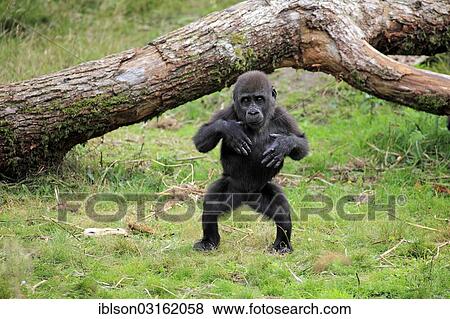 "Western Lowland Gorilla (Gorilla gorilla gorilla), infant, overawing behavior, native to Africa, captive, Apeldoorn, Gelderland, The Netherlands, Europe" View Large Photo Image Stock Photo - "Western Lowland Gorilla (Gorilla gorilla gorilla), infant, overawing behavior, native to Africa, captive, Apeldoorn, Gelderland, The Netherlands, Europe". Fotosearch