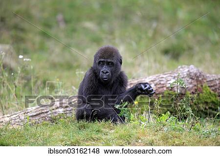 "Western Lowland Gorilla (Gorilla gorilla gorilla), infant, native to Africa, captive, Apeldoorn, Gelderland, The Netherlands, Europe" View Large Photo Image Stock Photo - "Western Lowland Gorilla (Gorilla gorilla gorilla), infant, native to Africa, captive, Apeldoorn, Gelderland, The Netherlands, Europe". Fotosearch