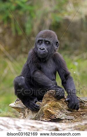 "Western Lowland Gorilla (Gorilla gorilla gorilla), infant, native to Africa, captive, Apeldoorn, Gelderland, The Netherlands, Europe" View Large Photo Image Stock Photo - "Western Lowland Gorilla (Gorilla gorilla gorilla), infant, native to Africa, captive, Apeldoorn, Gelderland, The Netherlands, Europe". Fotosearch