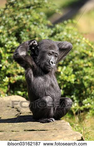 "Western Lowland Gorilla (Gorilla gorilla gorilla), infant, native to Africa, captive, Apeldoorn, Gelderland, The Netherlands, Europe" View Large Photo Image Stock Photo - "Western Lowland Gorilla (Gorilla gorilla gorilla), infant, native to Africa, captive, Apeldoorn, Gelderland, The Netherlands, Europe". Fotosearch