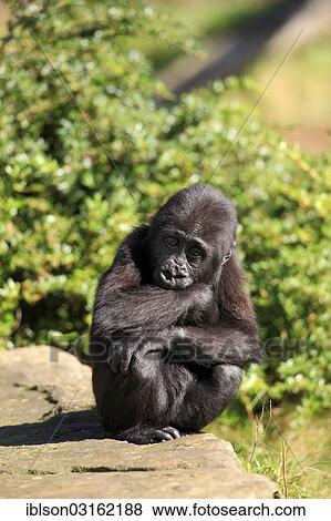 "Western Lowland Gorilla (Gorilla gorilla gorilla), infant, native to Africa, captive, Apeldoorn, Gelderland, The Netherlands, Europe" View Large Photo Image Stock Photo - "Western Lowland Gorilla (Gorilla gorilla gorilla), infant, native to Africa, captive, Apeldoorn, Gelderland, The Netherlands, Europe". Fotosearch