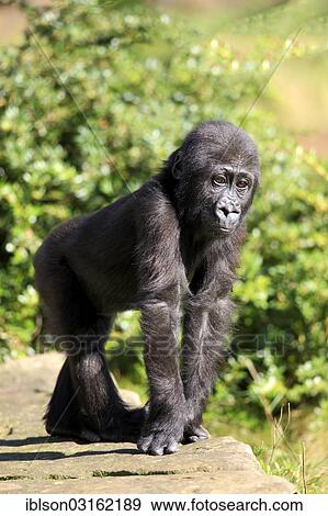 "Western Lowland Gorilla (Gorilla gorilla gorilla), infant, native to Africa, captive, Apeldoorn, Gelderland, The Netherlands, Europe" View Large Photo Image Stock Photo - "Western Lowland Gorilla (Gorilla gorilla gorilla), infant, native to Africa, captive, Apeldoorn, Gelderland, The Netherlands, Europe". Fotosearch