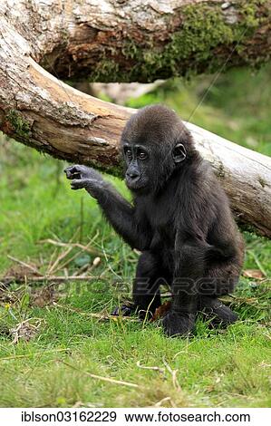 "Western Lowland Gorilla (Gorilla gorilla gorilla), infant, native to Africa, captive, Apeldoorn, Gelderland, The Netherlands, Europe" View Large Photo Image Stock Photo - "Western Lowland Gorilla (Gorilla gorilla gorilla), infant, native to Africa, captive, Apeldoorn, Gelderland, The Netherlands, Europe". Fotosearch