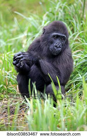 Stock Photo - "Western Lowland Gorilla (Gorilla gorilla gorilla), young, Apeldoorn, Netherlands". Fotosearch
