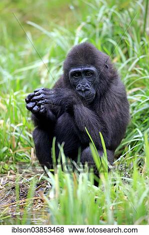 "Western Lowland Gorilla (Gorilla gorilla gorilla), young, Apeldoorn, Netherlands" View Large Photo Image Stock Photo - "Western Lowland Gorilla (Gorilla gorilla gorilla), young, Apeldoorn, Netherlands". Fotosearch