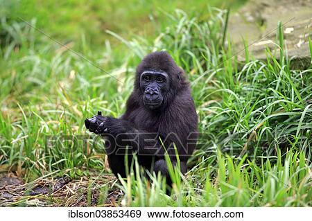 Stock Photo - "Western Lowland Gorilla (Gorilla gorilla gorilla), young, Apeldoorn, Netherlands". Fotosearch