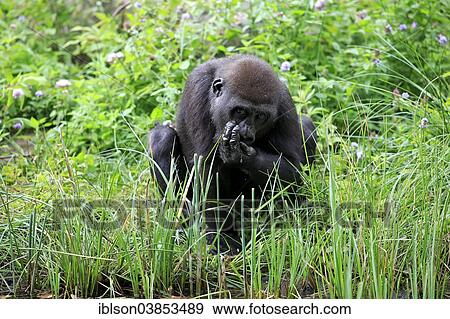 Stock Photo - "Western Lowland Gorilla (Gorilla gorilla gorilla), young, drinking, Apeldoorn, Netherlands". Fotosearch