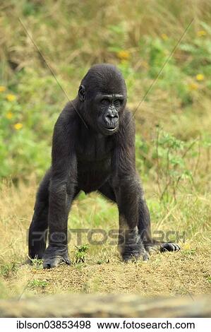"Western Lowland Gorilla (Gorilla gorilla gorilla), young, display behaviour, Apeldoorn, Netherlands" View Large Photo Image Stock Photo - "Western Lowland Gorilla (Gorilla gorilla gorilla), young, display behaviour, Apeldoorn, Netherlands". Fotosearch