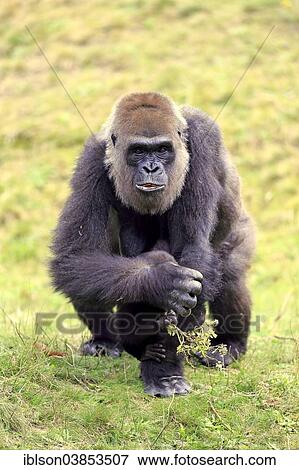 "Western Lowland Gorilla (Gorilla gorilla gorilla), adult female with young, foraging, Apeldoorn, Netherlands" View Large Photo Image Stock Photo - "Western Lowland Gorilla (Gorilla gorilla gorilla), adult female with young, foraging, Apeldoorn, Netherlands". Fotosearch